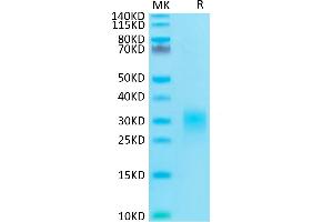 Human Fas Ligand on Tris-Bis PAGE under reduced condition.