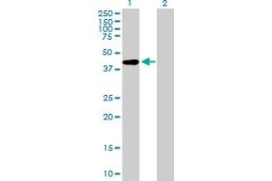 Western Blot analysis of AFF4 expression in transfected 293T cell line by AFF4 MaxPab polyclonal antibody. (AFF4 抗体  (AA 1-365))
