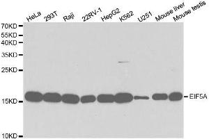 Western Blotting (WB) image for anti-Eukaryotic Translation Initiation Factor 5A (EIF5A) (AA 1-154) antibody (ABIN3015836)