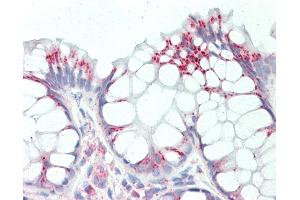 Anti-RPL8 / L8 antibody IHC staining of human colon. (RPL8 抗体  (C-Term))
