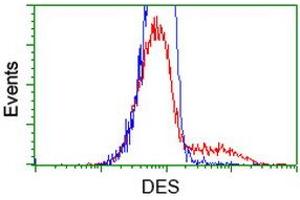 HEK293T cells transfected with either RC205685 overexpress plasmid (Red) or empty vector control plasmid (Blue) were immunostained by anti-DES antibody (ABIN2454157), and then analyzed by flow cytometry. (Desmin 抗体  (AA 104-391))