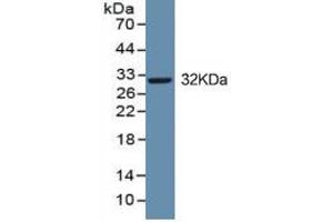 Western Blotting (WB) image for Brain-Derived Neurotrophic Factor (BDNF) ELISA Kit (ABIN6574127)