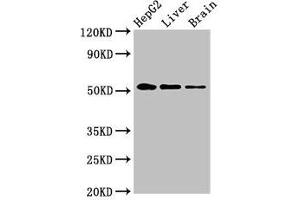 Western Blot Positive WB detected in: HepG2 whole cell lysate, Rat liver tissue, Rat brain tissue All lanes: EGR2 antibody at 3. (EGR2 抗体  (AA 42-245))