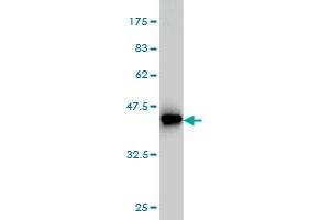 Western Blot detection against Immunogen (36. (MVD 抗体  (AA 301-398))