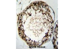 TSSK4 Antibody (C-term) immunohistochemistry analysis in formalin fixed and paraffin embedded human testis tissue followed by peroxidase conjugation of the secondary antibody and DAB staining. (TSSK4 抗体  (C-Term))
