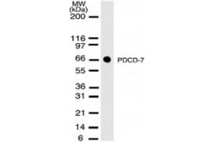 Western Blotting (WB) image for anti-Programmed Cell Death 7 (PDCD7) antibody (ABIN207864) (PDCD7 抗体)