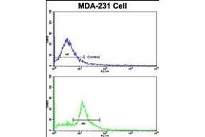 Flow cytometric analysis of MDA-231 cells using CASP9 Antibody (bottom histogram) compared to a negative control cell (top histogram). (Caspase 9 抗体  (Ser196))