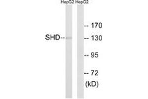 Western Blotting (WB) image for anti-Src Homology 2 Domain Containing Transforming Protein D (SHD) (AA 141-190) antibody (ABIN1535360)