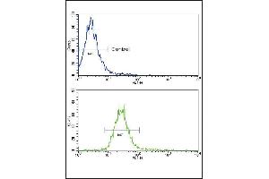 Flow cytometric analysis of NCI- cells using NRG1 Antibody (Center) (bottom histogram) compared to a negative control (top histogram). (Neuregulin 1 抗体  (AA 198-229))