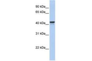 Image no. 1 for anti-Forkhead Box J1 (FOXJ1) (AA 324-373) antibody (ABIN6742592) (FOXJ1 抗体  (AA 324-373))
