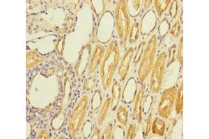 Immunohistochemistry of paraffin-embedded human kidney tissue using ABIN7170695 at dilution of 1:100 (Stanniocalcin 2 抗体  (AA 25-302))