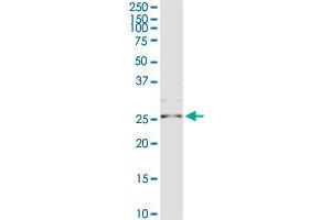 IL32 MaxPab rabbit polyclonal antibody. (IL32 抗体  (AA 1-188))