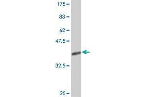 Western Blot detection against Immunogen (38. (Menin 抗体  (AA 506-615))