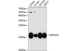 Western blot analysis of extracts of various cell lines using MRFAP1 Polyclonal Antibody at dilution of 1:1000. (MRFAP1 抗体)