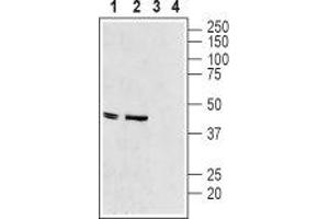 Western blot analysis of rat heart membranes (lanes 1 and 3) and mouse heart lysate (lanes 2 and 4): - 1-2. (KCNJ11 抗体  (C-Term, Intracellular))