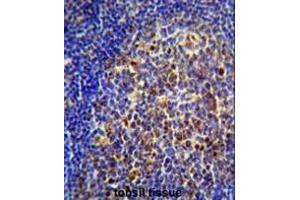 anti-Cholinergic Receptor, Nicotinic, alpha 10 (CHRNA10) (AA 186-214), (Middle Region) antibody