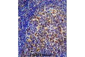 CHRNA10 Antibody (Center) immunohistochemistry analysis in formalin fixed and paraffin embedded human tonsil tissue followed by peroxidase conjugation of the secondary antibody and DAB staining.