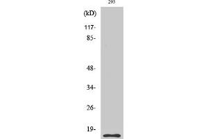 Western Blotting (WB) image for anti-Caspase 5 p10 (Cleaved-Ser331) antibody (ABIN5955945) (Caspase 5 p10 抗体  (Cleaved-Ser331))