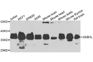 Western blot analysis of extracts of various cell lines, using GNB1L antibody. (GNB1L 抗体  (AA 1-327))