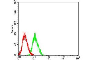 Flow cytometric analysis of SH-SY5Y cells using GRIN3B mouse mAb (green) and negative control (red). (GRIN3B 抗体  (AA 135-276))
