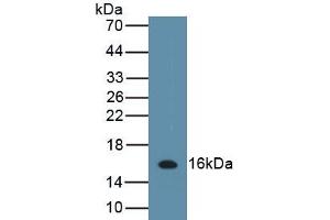 Detection of Recombinant IL13, Porcine using Polyclonal Antibody to Interleukin 13 (IL13) (IL-13 抗体  (AA 25-131))