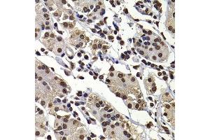 Immunohistochemistry of paraffin-embedded human stomach using DNAJB6 antibody. (DNAJB6 抗体  (AA 177-326))