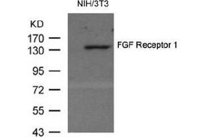 Image no. 1 for anti-Fibroblast Growth Factor Receptor 1 (FGFR1) (AA 152-156) antibody (ABIN319331) (FGFR1 抗体  (AA 152-156))
