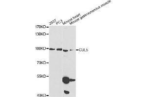 Western blot analysis of extracts of various cell lines, using CUL5 Antibody (ABIN1876557) at 1:1000 dilution. (Cullin 5 抗体)