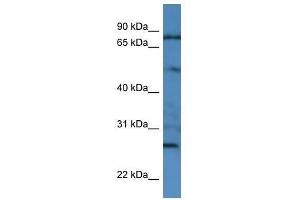 GOLGA1 antibody used at 0. (GOLGA1 抗体  (N-Term))