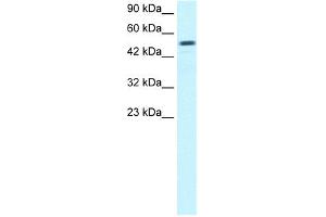 WB Suggested Anti-ESRRG Antibody Titration:  0. (ESRRG 抗体  (Middle Region))