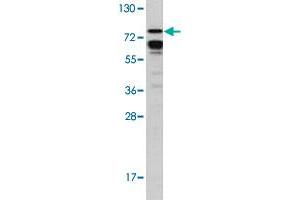 Western blot analysis of MCF-7 cell lysate (35 ug/lane) with BRAF polyclonal antibody . (BRAF 抗体  (Ser601))