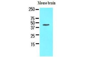 The extracts of mouse brain (50 ug) were resolved by SDS-PAGE, transferred to nitrocellulose membrane and probed with anti-human Homer1 (1:1000). (HOMER1 抗体  (AA 1-354))
