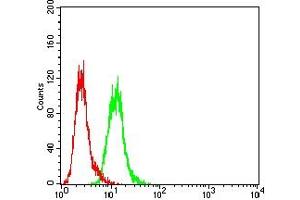 Flow cytometric analysis of Hela cells using CYLD mouse mAb (green) and negative control (red). (CYLD 抗体  (AA 204-358))