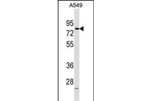FRMD3 Antibody (Center) (ABIN1538187 and ABIN2850005) western blot analysis in A549 cell line lysates (35 μg/lane). (FRMD3 抗体  (AA 250-279))