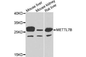 Western blot analysis of extracts of various cells, using METTL7B antibody. (METTL7B 抗体)
