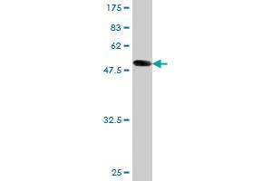 Western Blot detection against Immunogen (57. (APP 抗体  (AA 19-305))