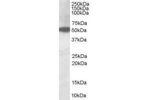 ABIN185314 (1µg/ml) staining of HepG2lysate (35µg protein in RIPA buffer). (AKT3 抗体  (AA 119-133))