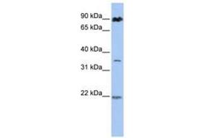 Image no. 1 for anti-Ring Finger Protein 219 (RNF219) (AA 144-193) antibody (ABIN6740815) (RNF219 抗体  (AA 144-193))