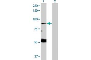 Western Blot analysis of EIF2AK1 expression in transfected 293T cell line by EIF2AK1 MaxPab polyclonal antibody. (EIF2AK1 抗体  (AA 1-630))