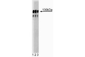 Western blot analysis of GRIP on a rat cerebrum lysate. (GRIP1 抗体  (AA 877-1067))