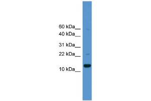WB Suggested Anti-CASP1 Antibody Titration: 0.