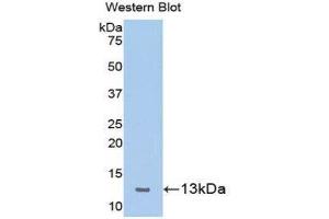 Western Blotting (WB) image for anti-Chemokine (C-X-C Motif) Ligand 10 (CXCL10) (AA 22-98) antibody (ABIN1078218) (CXCL10 抗体  (AA 22-98))