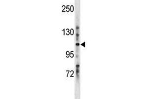 LRIG1 antibody western blot analysis in mouse stomach tissue lysate. (Lrig1 抗体  (AA 801-829))