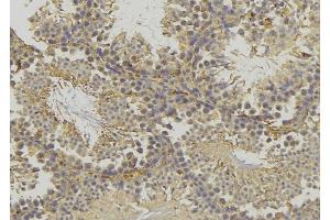 ABIN6277813 at 1/100 staining Mouse testis tissue by IHC-P. (GLUL 抗体  (C-Term))