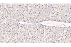 Detection of CHI3L1 in Mouse Liver Tissue using Polyclonal Antibody to Chitinase-3-like Protein 1 (CHI3L1) (CHI3L1 抗体  (AA 112-356))