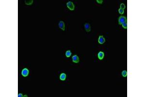 Immunofluorescent analysis of HepG2 cells using ABIN7148304 at dilution of 1:100 and Alexa Fluor 488-congugated AffiniPure Goat Anti-Rabbit IgG(H+L) (COMMD1 抗体  (AA 84-172))