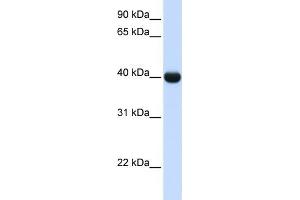 WB Suggested Anti-ADH1A Antibody Titration:  0. (ADH1A 抗体  (N-Term))