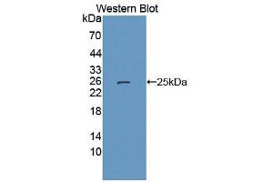 Western blot analysis of the recombinant protein. (LETMD1 抗体  (AA 162-347))