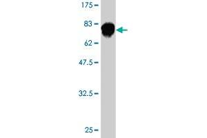 Western Blot detection against Immunogen (74. (Fatty Acid Synthase 抗体  (AA 1-439))