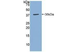 Detection of Recombinant ANXA5, Gallus using Polyclonal Antibody to Annexin V (ANXA5) (Annexin V 抗体  (AA 1-321))